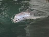 Dolphin at Kahala Mandarin
